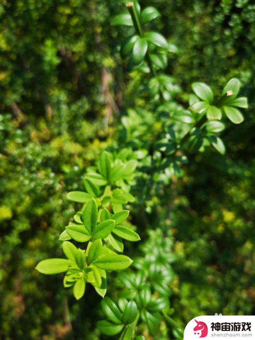 白天手机如何拍植物